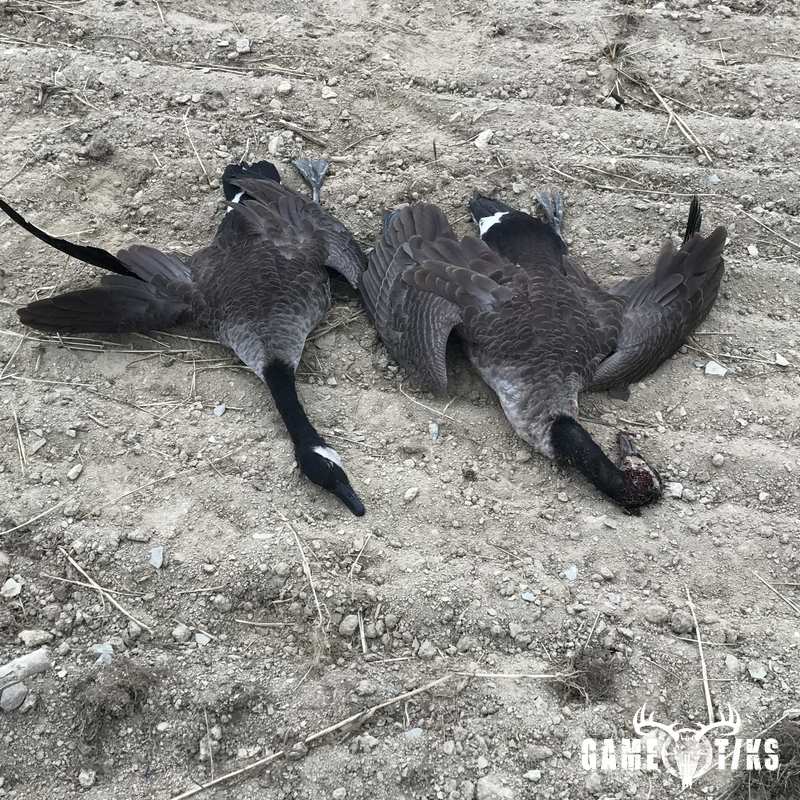 waterfowl harvest by John Walsh