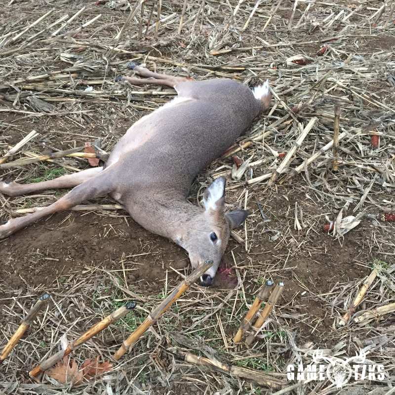 deer harvest by Jamie Whitcomb