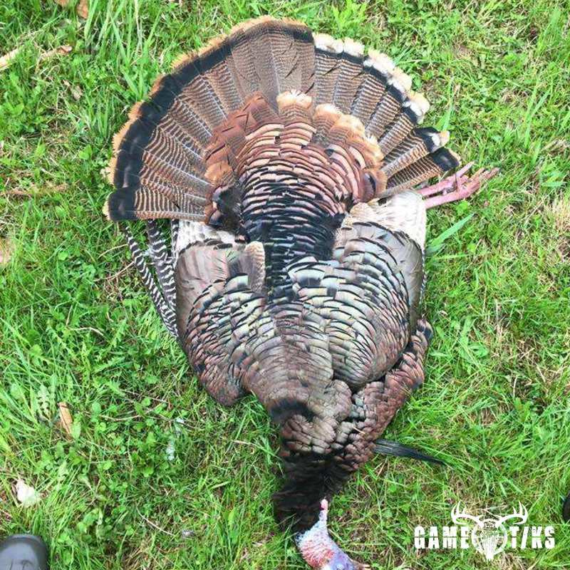 turkey harvest by Kyle Lee