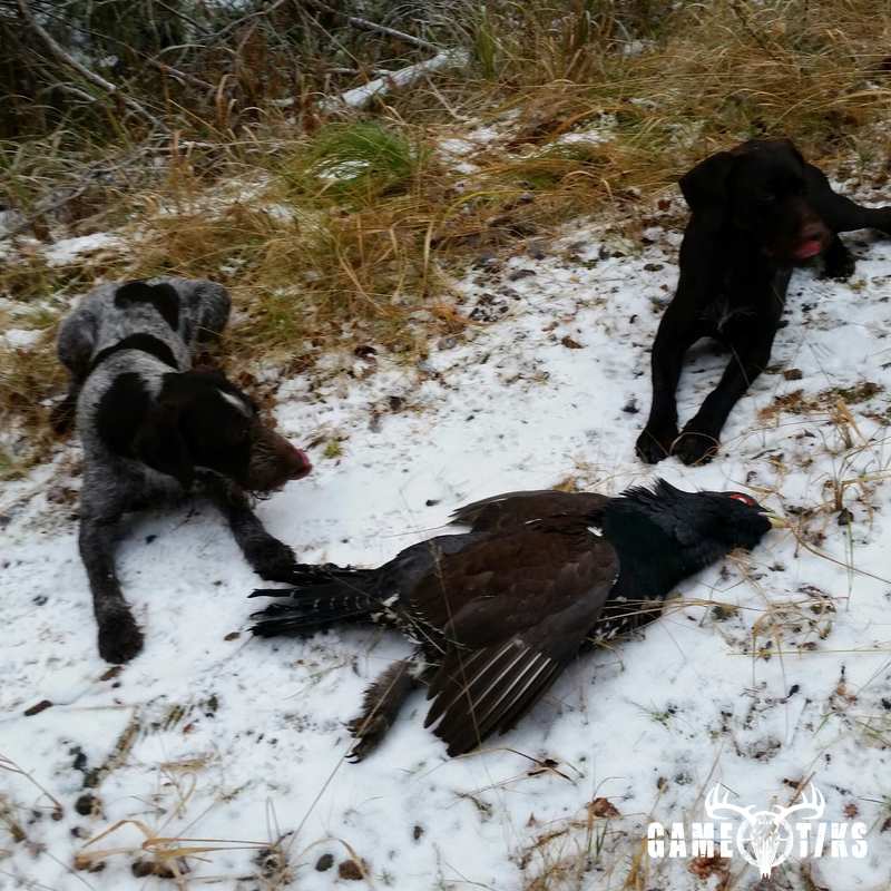 upland_bird harvest by Isto Ojala