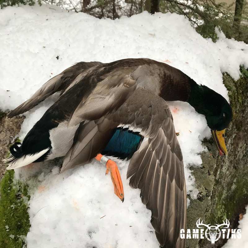 waterfowl harvest by Robb Scott