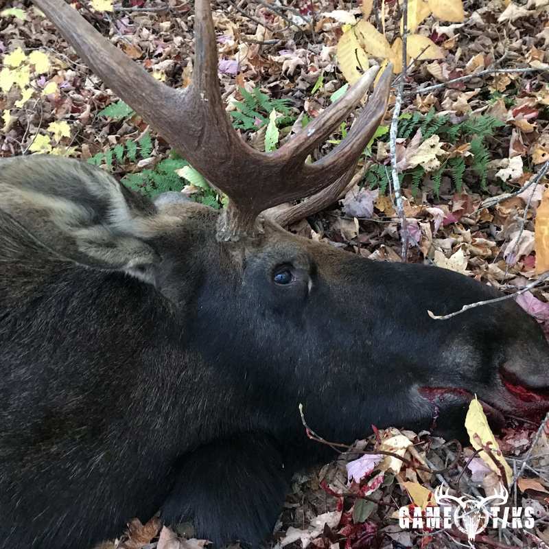 moose harvest by Robb Scott