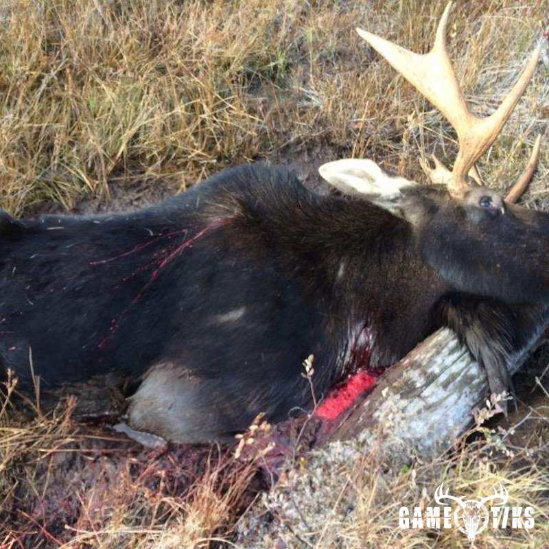 moose harvest by Robb Scott