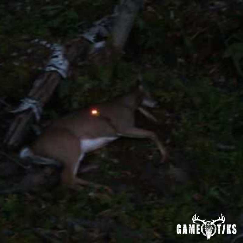 deer harvest by Daniel Waite