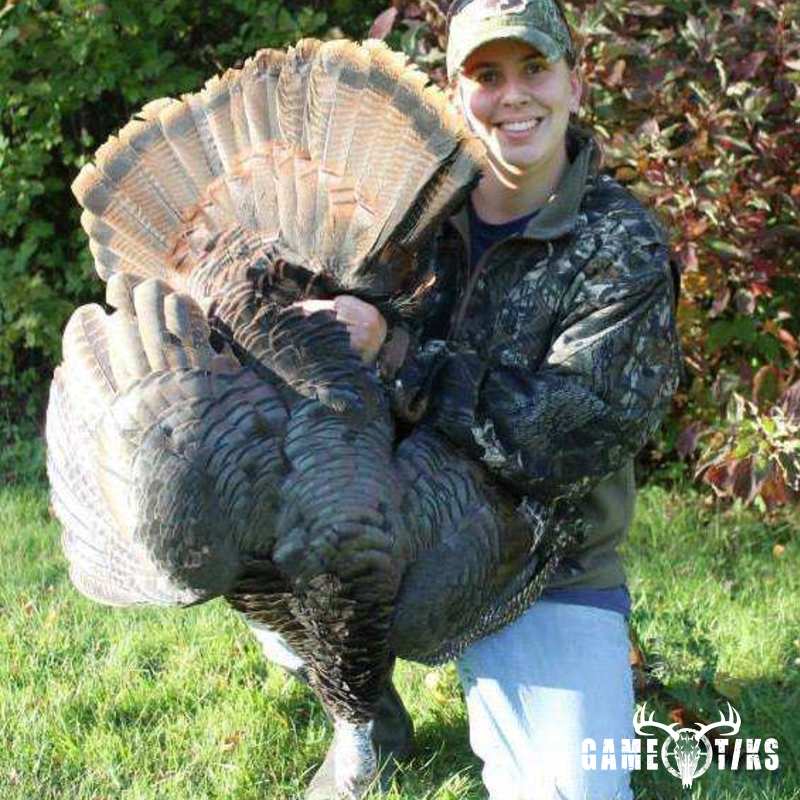 turkey harvest by Melissa Curry