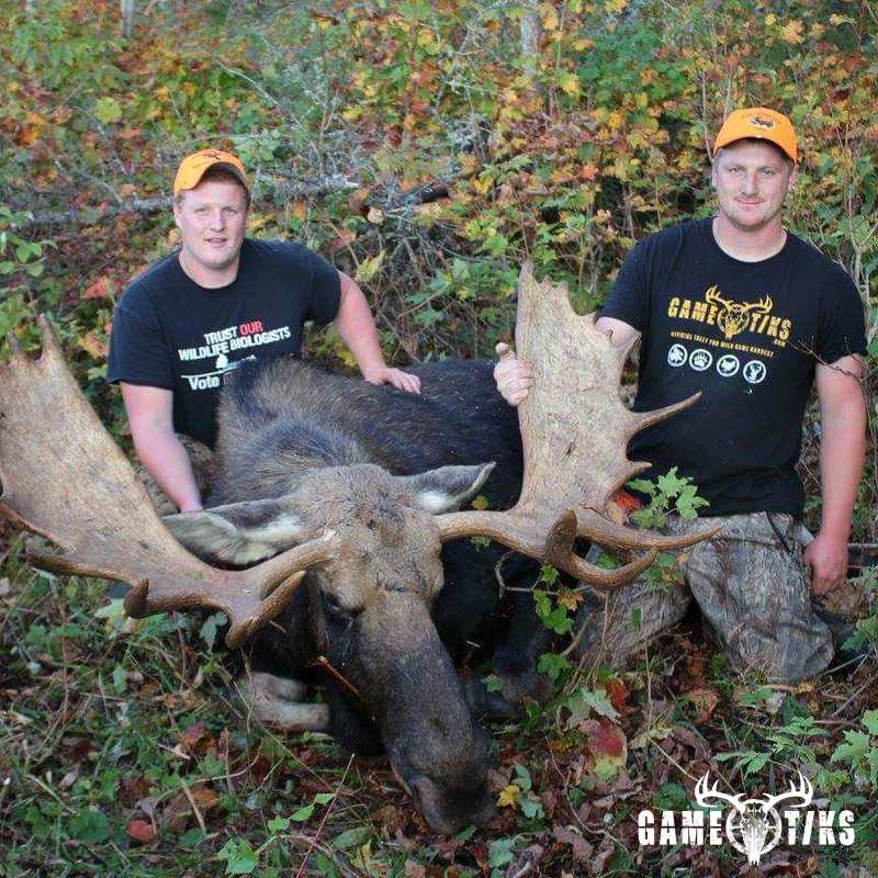 moose harvest by Marsh River Outfitters