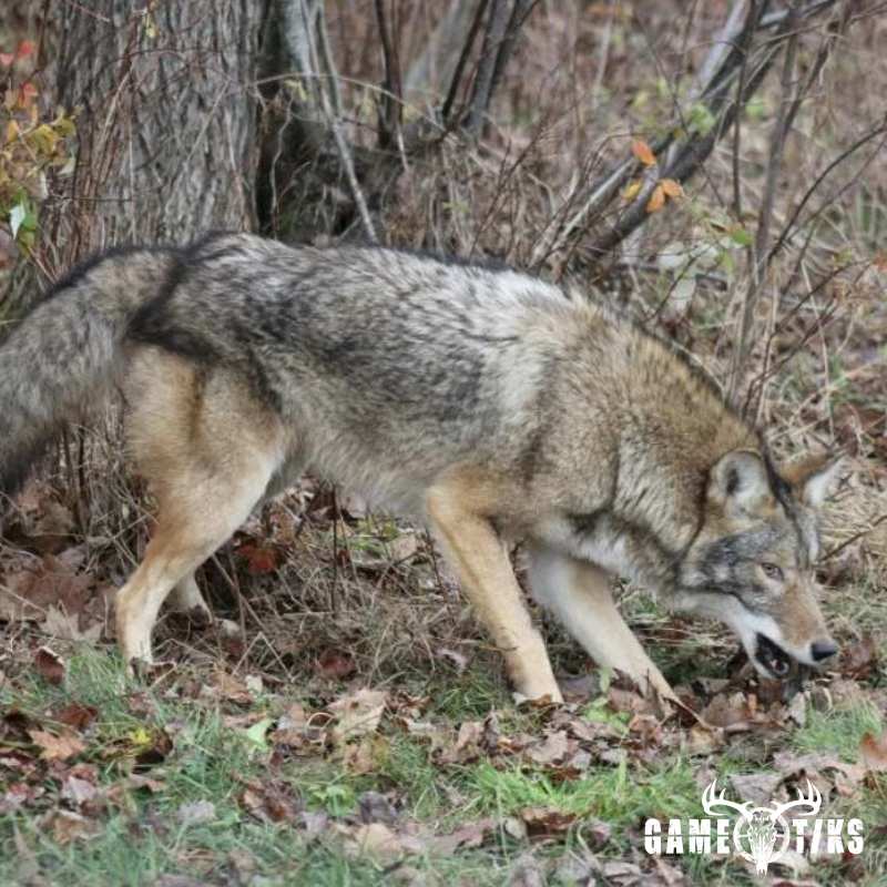 canine harvest by John Gibbs