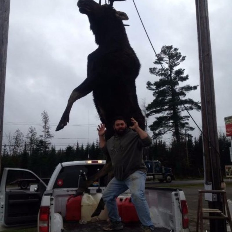 moose harvest by Kris Brill