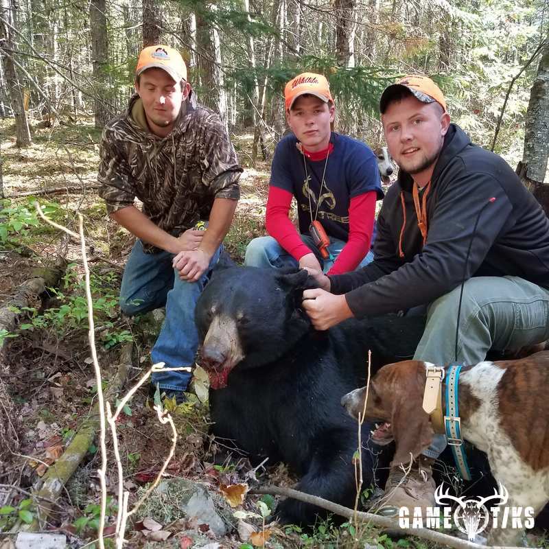 bear harvest by Penobscot bay outfitters