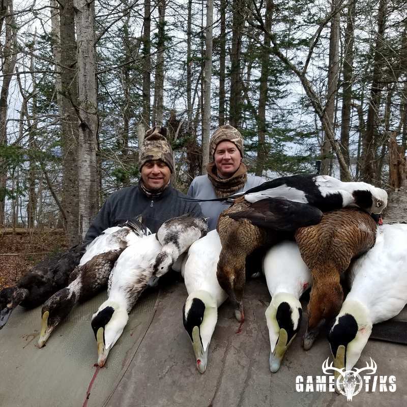 waterfowl harvest by Penobscot bay outfitters