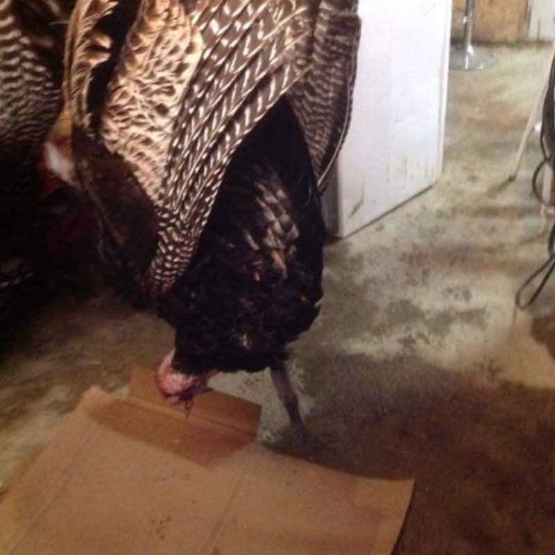 turkey harvest by Landon Pinkham
