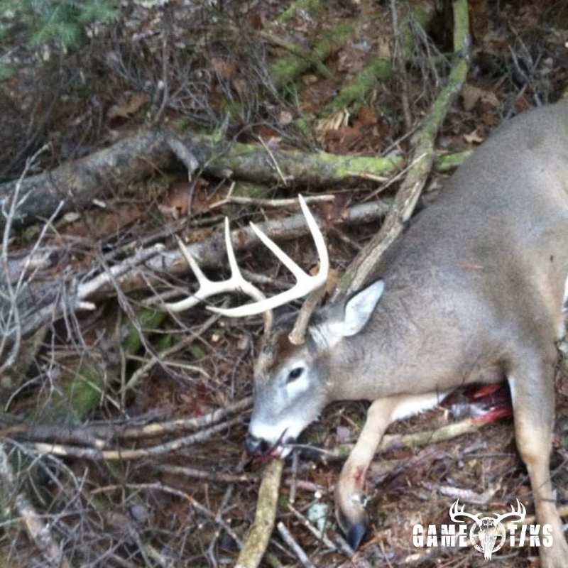 deer harvest by Michael Lancaster