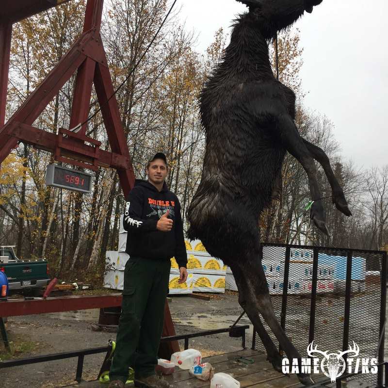 moose harvest by Matt