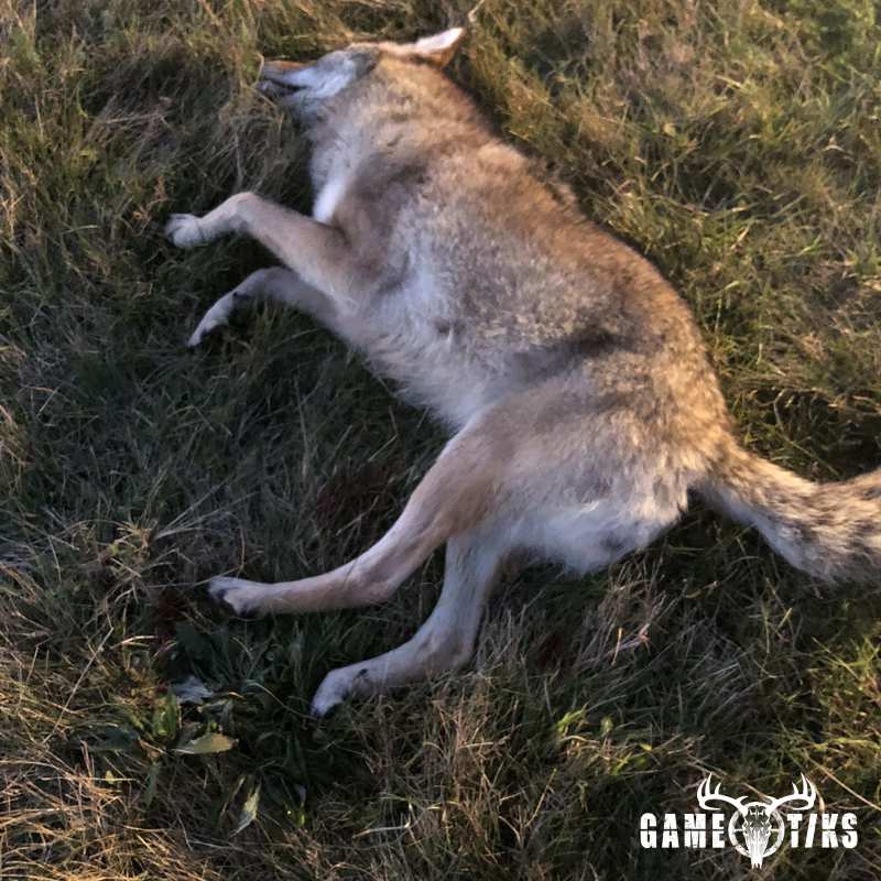 canine harvest by Bruce Chamberlain
