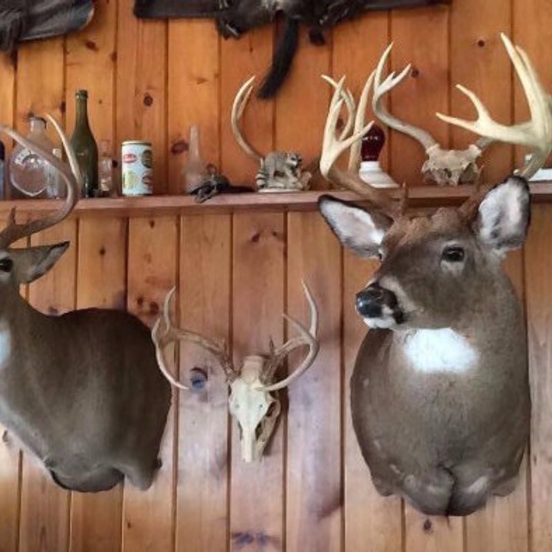 deer harvest by Mark Pink