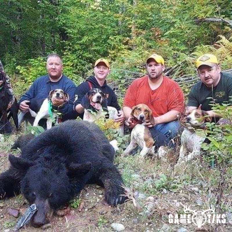 bear harvest by Briar Run