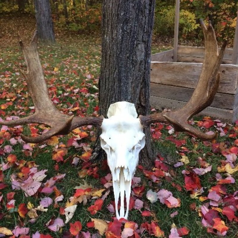 moose harvest by Matt Curtis