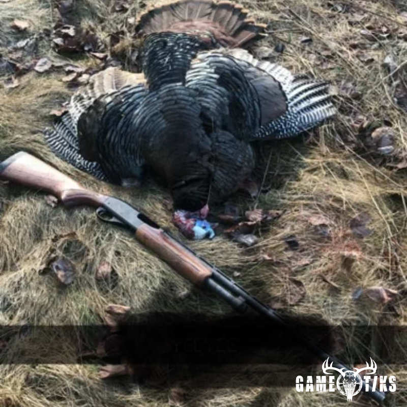 turkey harvest by Kenneth russell