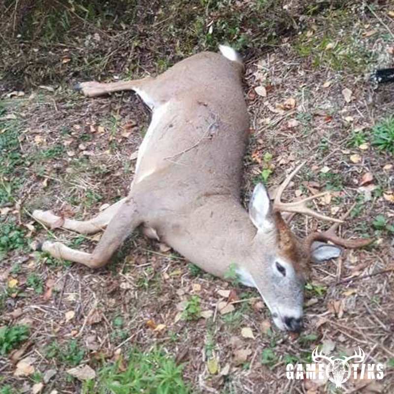 deer