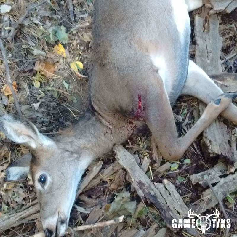 deer harvest by Joshua Clark