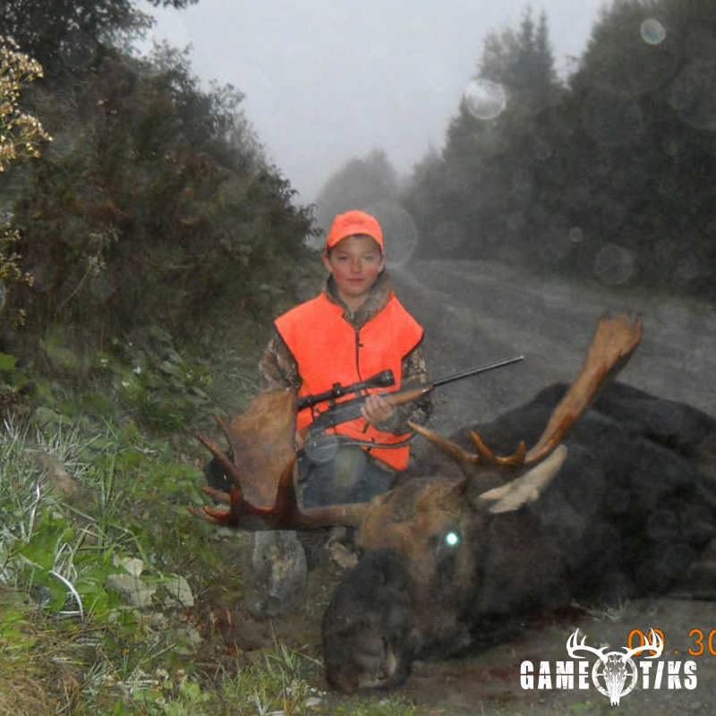 moose harvest by Calix Madore