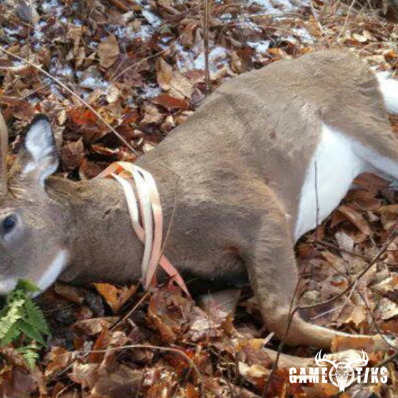 deer harvest by Calix Madore