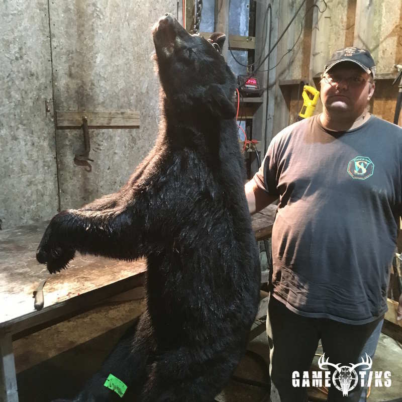 bear harvest by Twisted Timber Guide Service