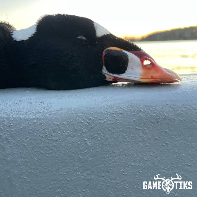 waterfowl