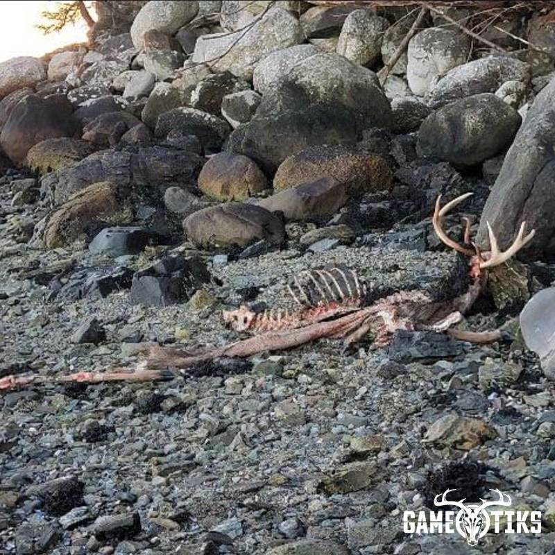 shed_antler