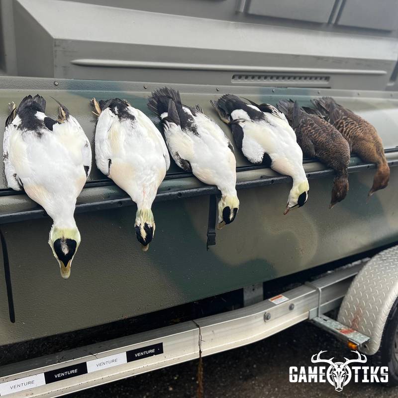 waterfowl