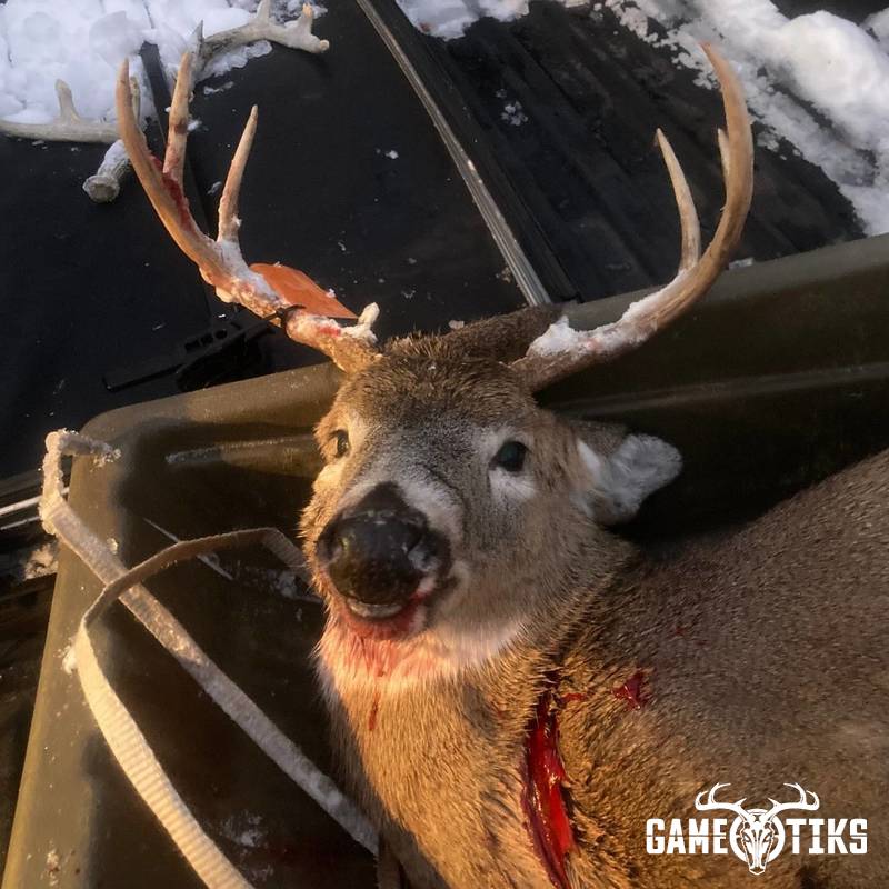 deer