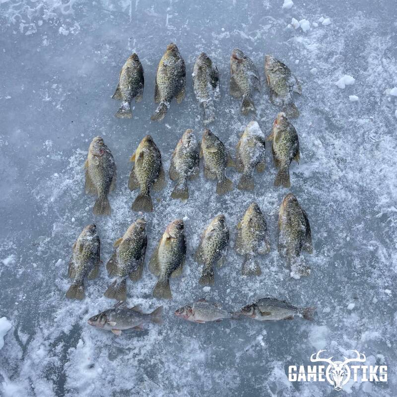fish