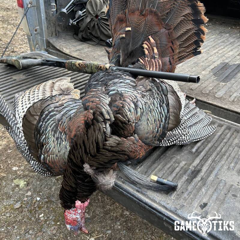 turkey
