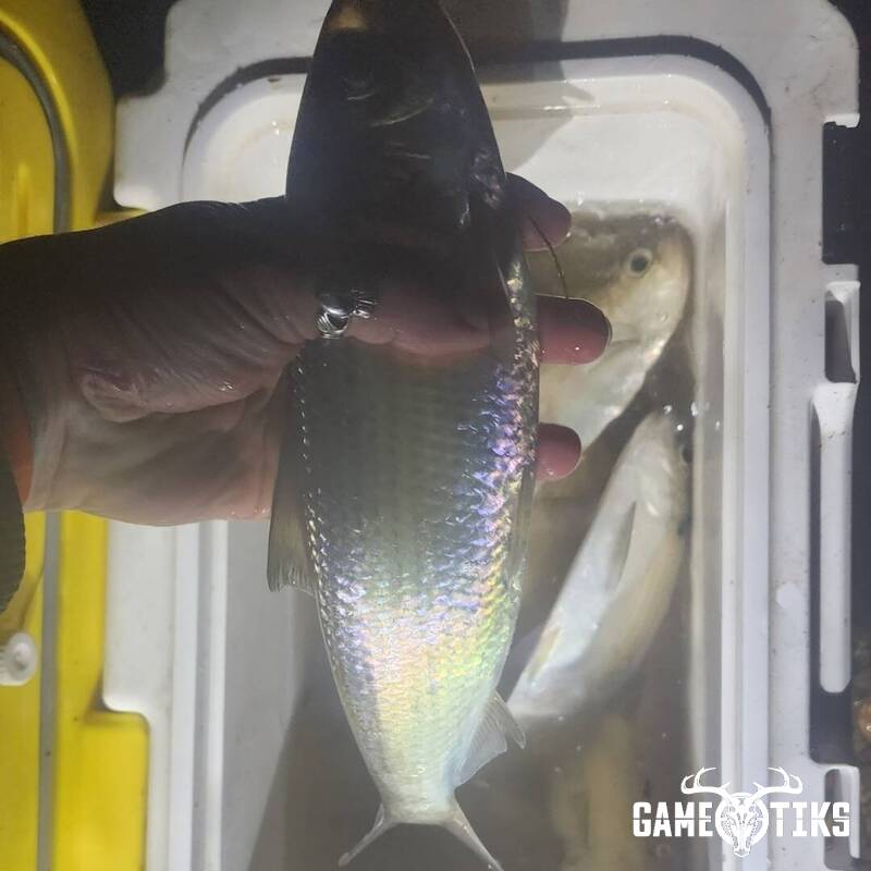 fish