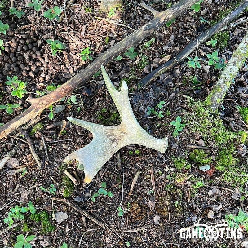 shed_antler