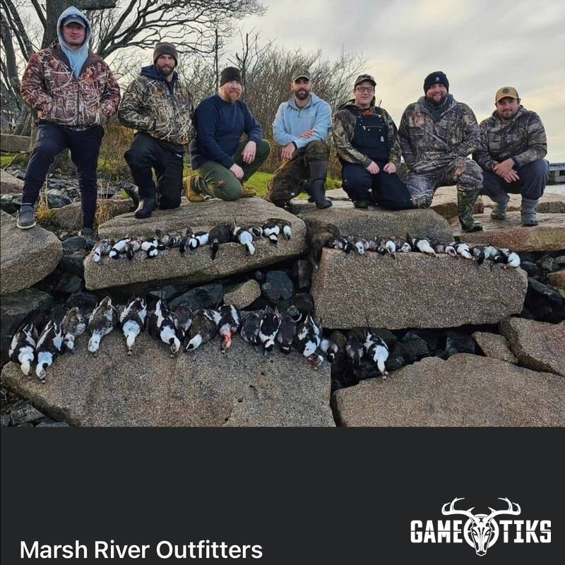 waterfowl