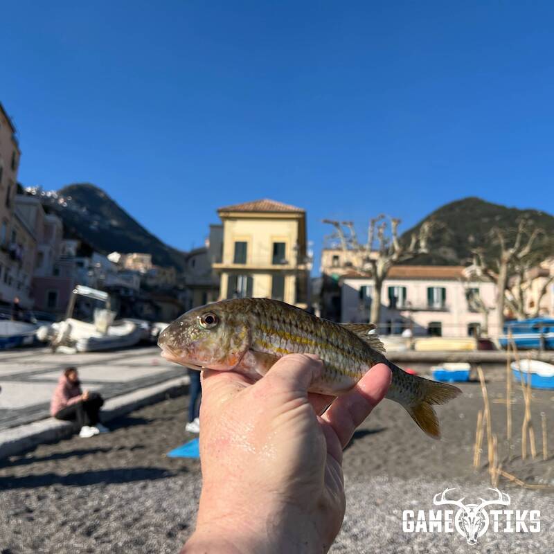 fish