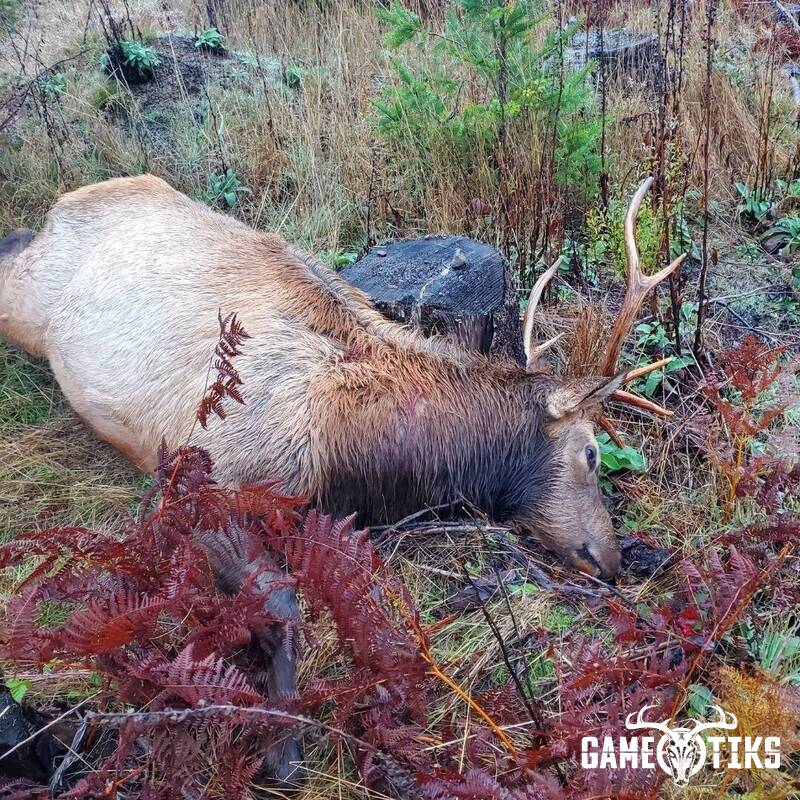 elk