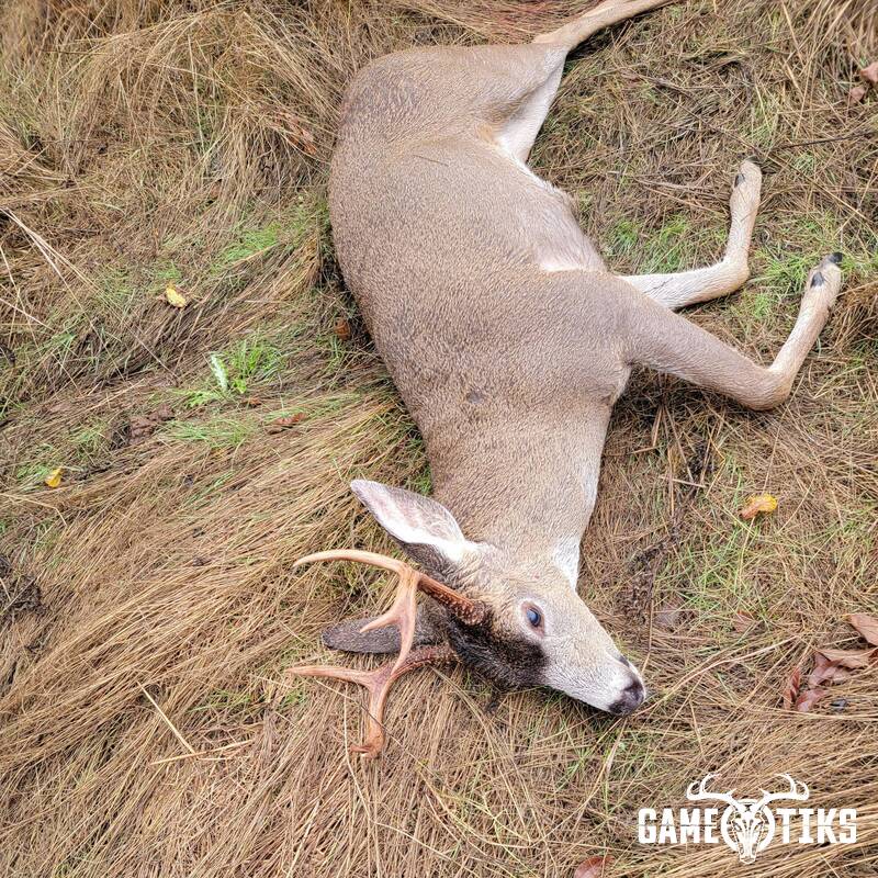deer