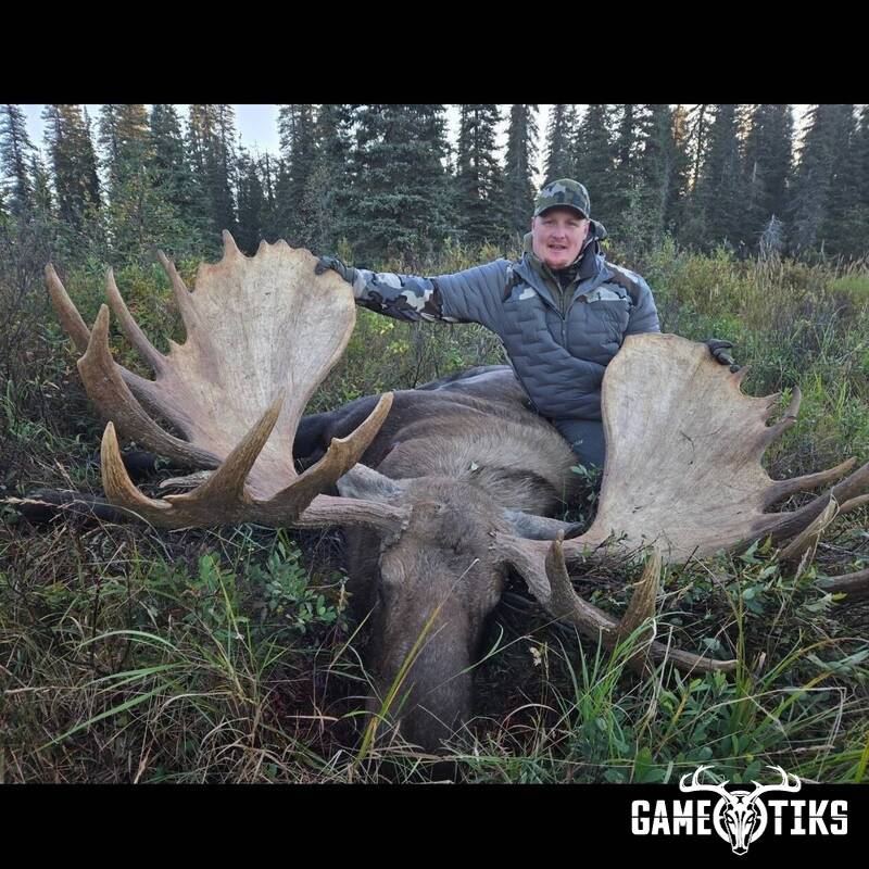 moose