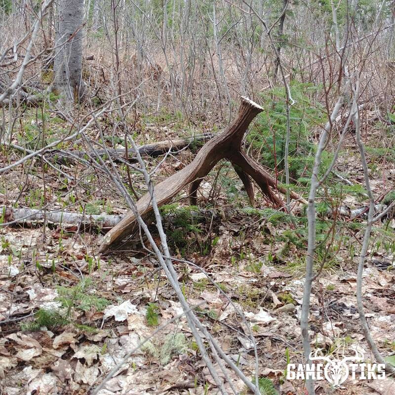 shed_antler