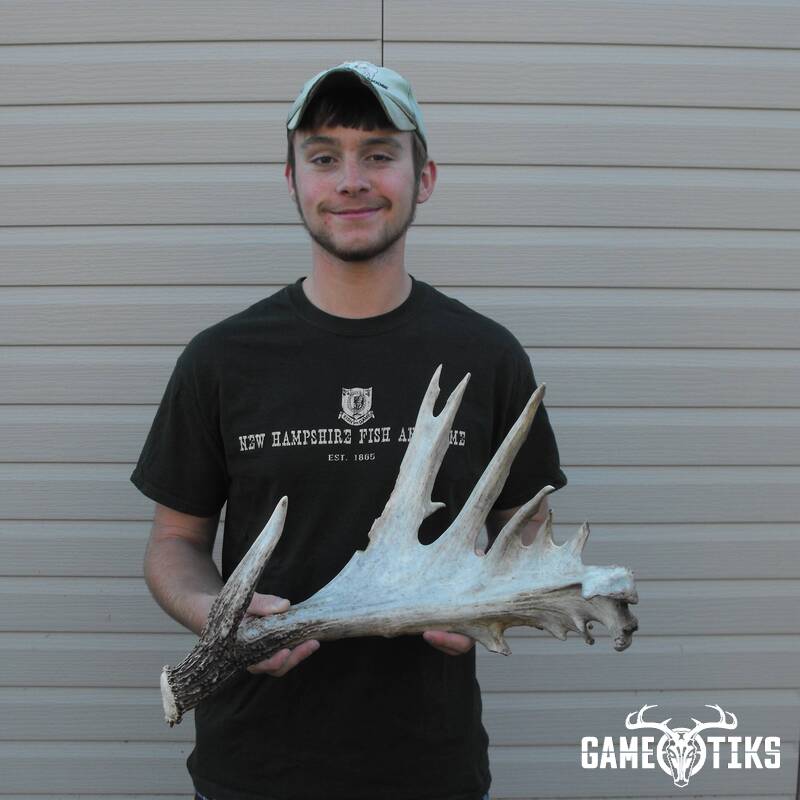 shed_antler