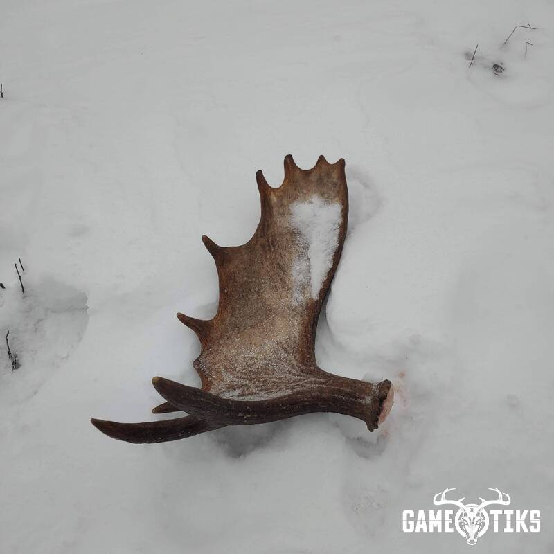 shed_antler