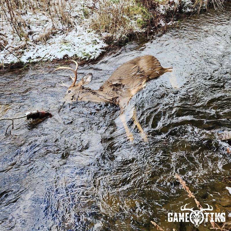 deer
