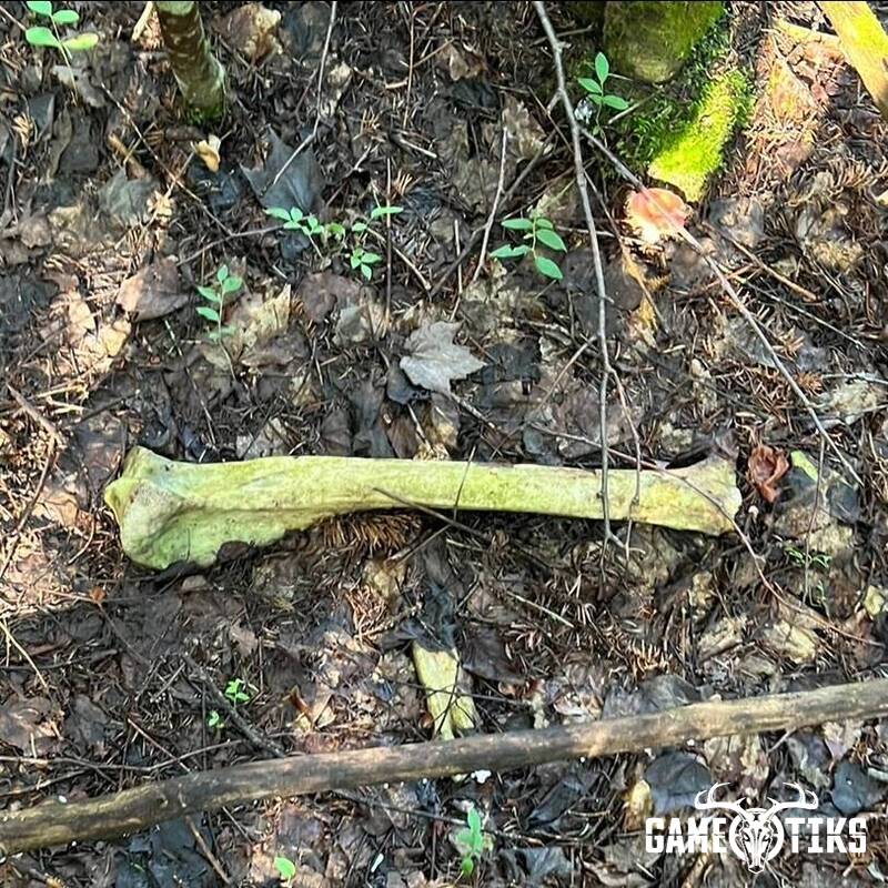 shed_antler