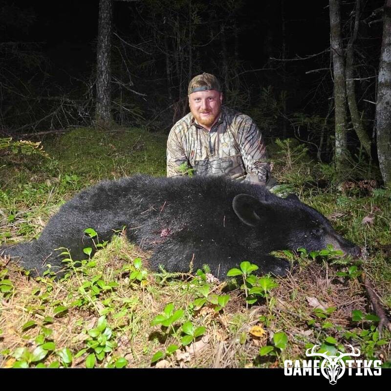 bear