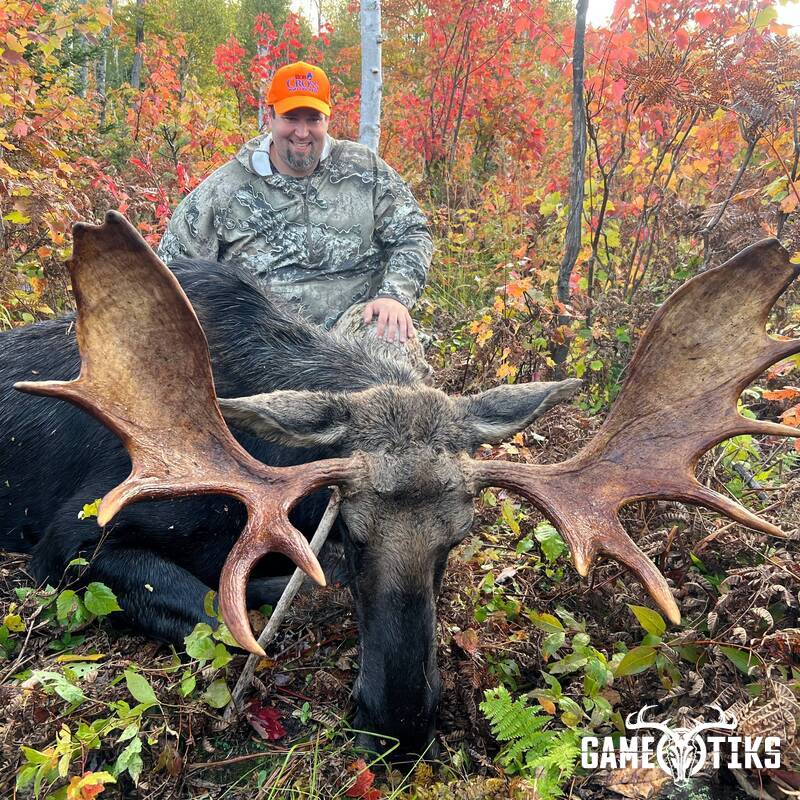 moose