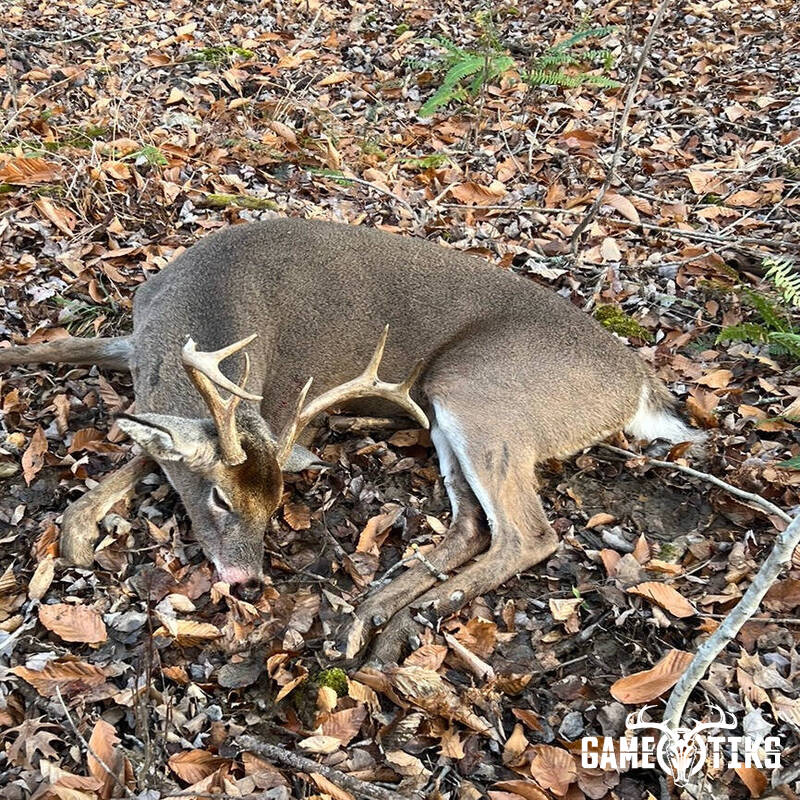 deer