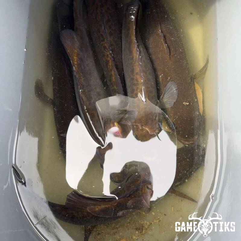 fish