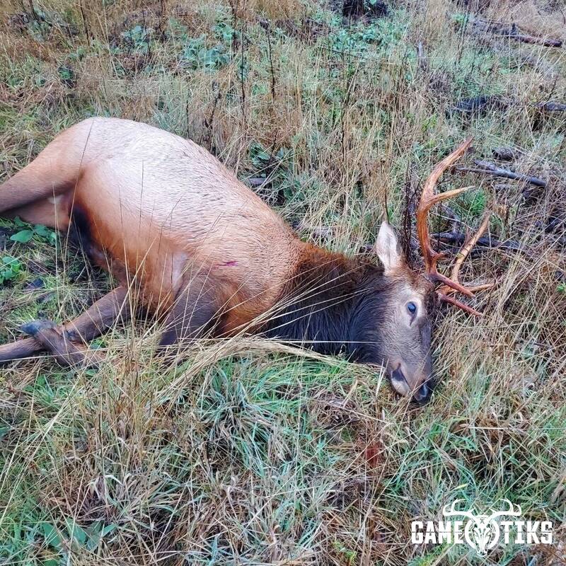 elk